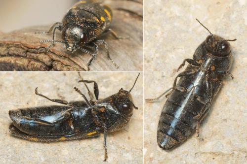 Réf. 230 478 : Ptosima undecimmaculata